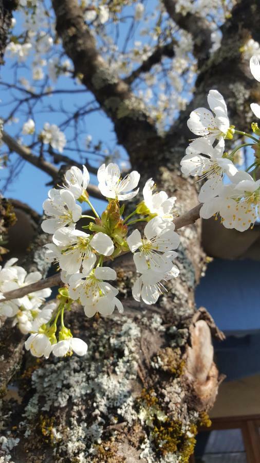 Maison Castellane Chambre D'Hotes B&B 外观 照片